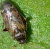 Psallus sp.